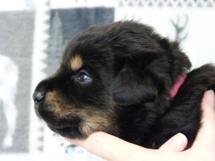 chinook puppy